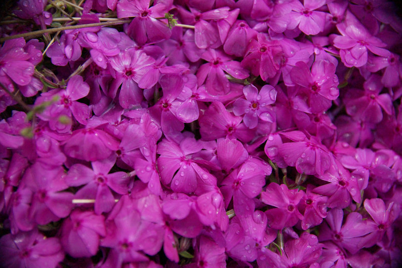 芝桜