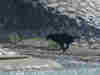 Inu4