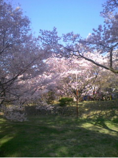 高遠桜