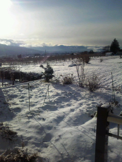 初雪